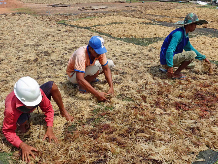 Seaweed drying North Kalimantan